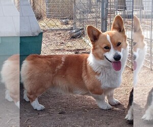 Father of the Pembroke Welsh Corgi puppies born on 12/19/2023
