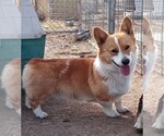 Small Photo #1 Pembroke Welsh Corgi Puppy For Sale in KEENESBURG, CO, USA