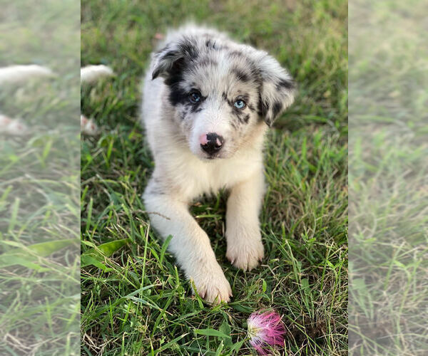 Medium Photo #3 Border Collie Puppy For Sale in PERRYVILLE, MO, USA
