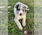 Small Photo #3 Border Collie Puppy For Sale in PERRYVILLE, MO, USA