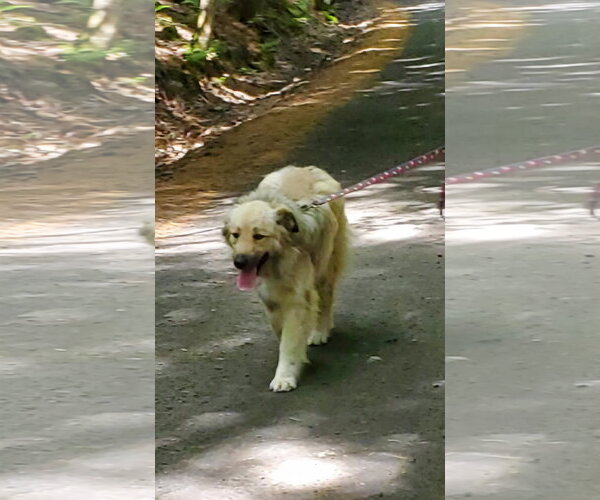 Medium Photo #11 Great Pyrenees-Unknown Mix Puppy For Sale in Croydon, NH, USA