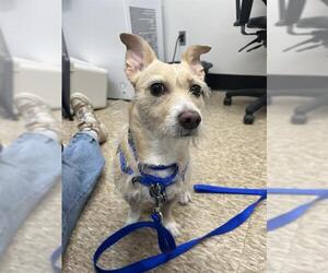 Toxirn Dogs for adoption in Boston, MA, USA