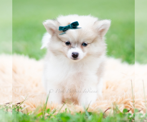Medium Photo #47 Pomeranian Puppy For Sale in WARSAW, IN, USA