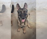 Brownie - Female German Shepherd Dog Dog for Adoption - Small photo