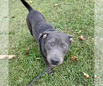 Small American Pit Bull Terrier-Labrador Retriever Mix