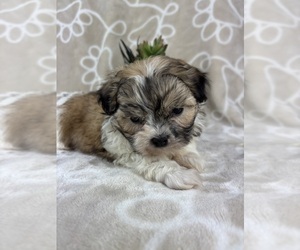 Mal-Shi Puppy for sale in INDIANAPOLIS, IN, USA