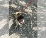 Small #3 Anatolian Shepherd Mix