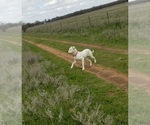 Small Photo #34 Dogo Argentino Puppy For Sale in RYAN, OK, USA