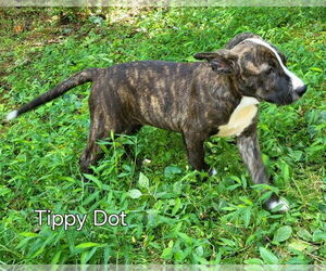 Mutt Dogs for adoption in Ellijay, GA, USA