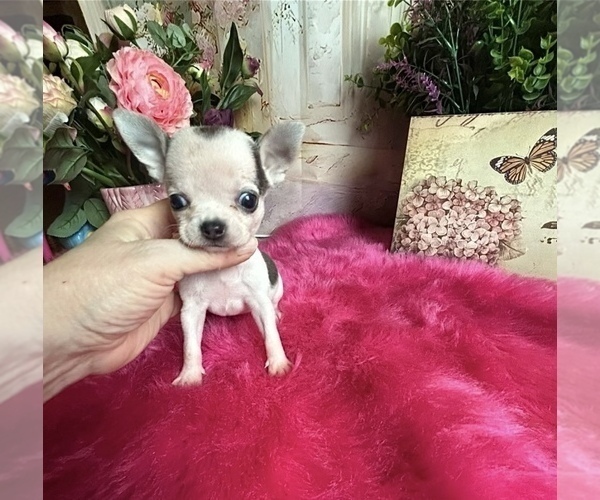 Medium Photo #4 Chihuahua Puppy For Sale in TRACY, CA, USA