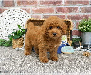 Poodle (Miniature) Puppy for sale in SYRACUSE, IN, USA