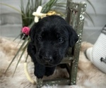 Puppy Clover Labrador Retriever