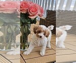 Small Photo #13 Miniature Labradoodle Puppy For Sale in SAN DIEGO, CA, USA