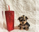 Small #4 Yorkshire Terrier