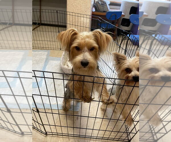 Medium Photo #3 Mutt Puppy For Sale in Portland, IN, USA