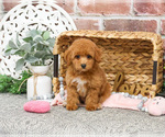Small #10 Poodle (Miniature)