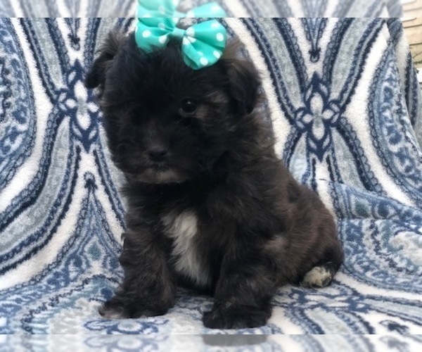 Medium Photo #1 Shih-Poo Puppy For Sale in LAKELAND, FL, USA