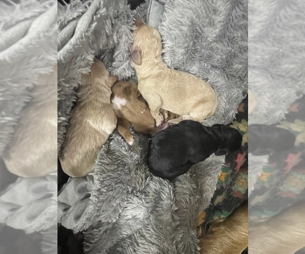 Medium Photo #10 Goldendoodle Puppy For Sale in WICHITA, KS, USA