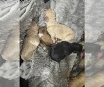 Small Photo #10 Goldendoodle Puppy For Sale in WICHITA, KS, USA