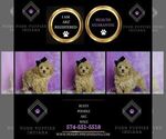 Small Photo #16 Poodle (Toy) Puppy For Sale in WARSAW, IN, USA