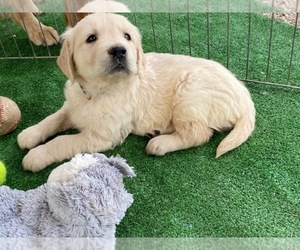 English Cream Golden Retriever Puppy for sale in SCOTTSDALE, AZ, USA