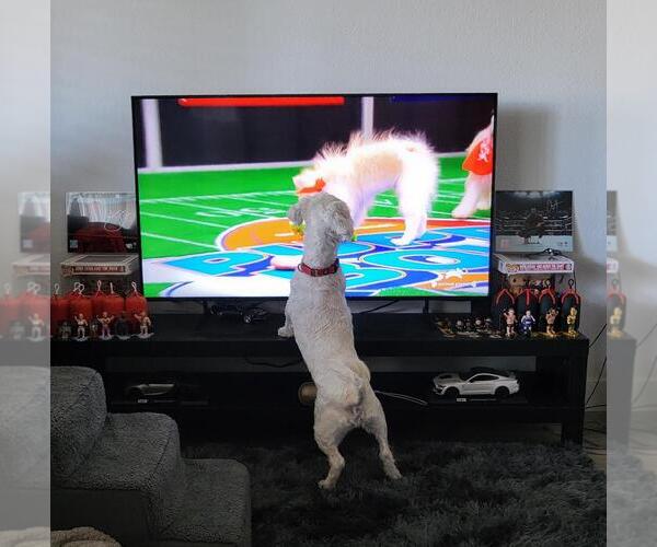 Medium Photo #3 Poodle (Miniature)-Unknown Mix Puppy For Sale in San Jose, CA, USA