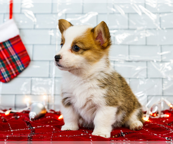Medium Photo #33 Cardigan Welsh Corgi Puppy For Sale in WAKARUSA, IN, USA