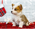 Small Photo #33 Cardigan Welsh Corgi Puppy For Sale in WAKARUSA, IN, USA