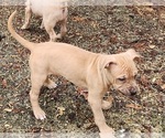 Small Photo #10 American Pit Bull Terrier Puppy For Sale in GLN ALLN, VA, USA