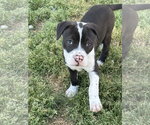 Small Photo #2 American Pit Bull Terrier-Labrador Retriever Mix Puppy For Sale in Holly Springs, NC, USA
