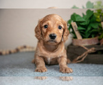 Small Photo #9 Dachshund Puppy For Sale in NAPPANEE, IN, USA