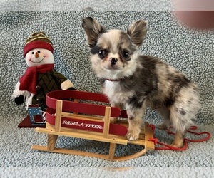 Chihuahua Puppy for sale in NEWVILLE, PA, USA