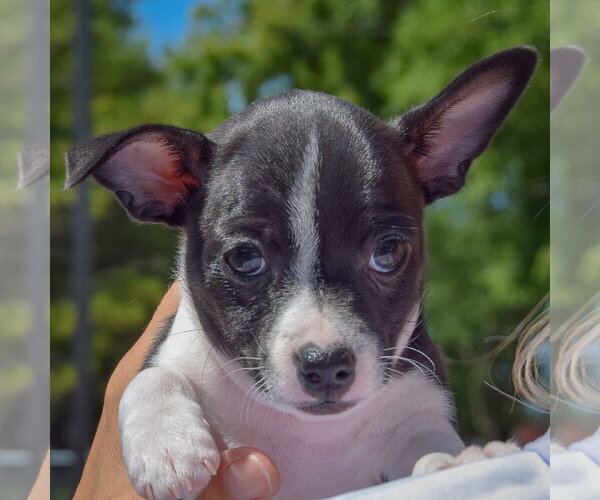 Medium Photo #6 Jack-Rat Terrier Puppy For Sale in Huntley, IL, USA