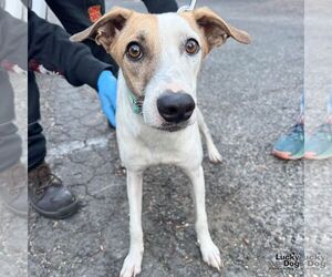 Retriever -Unknown Mix Dogs for adoption in Washington, DC, USA