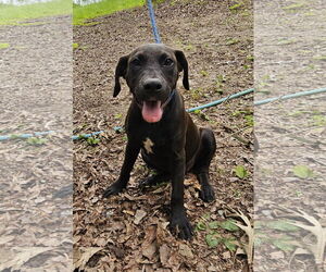 Labrador Retriever-Unknown Mix Dogs for adoption in Corinth, MS, USA