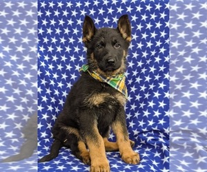 German Shepherd Dog Puppy for sale in LANCASTER, PA, USA