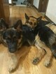 Small Photo #4 German Shepherd Dog Puppy For Sale in W LINN, OR, USA