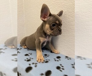 French Bulldog Puppy for sale in LUCAS, TX, USA