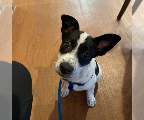 Medium Photo #9 American Pit Bull Terrier-Unknown Mix Puppy For Sale in Fargo, ND, USA