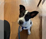 Small #8 American Pit Bull Terrier Mix