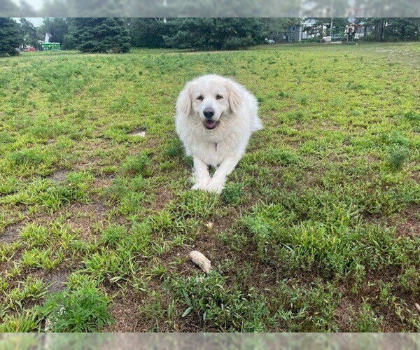 Medium Photo #5 Great Pyrenees Puppy For Sale in Spring, TX, USA