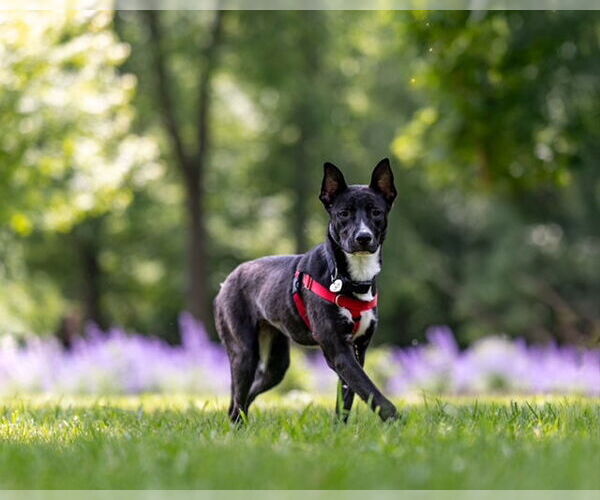 Medium Photo #8 American Pit Bull Terrier-Unknown Mix Puppy For Sale in Stevens Point, WI, USA