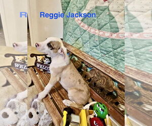 Catahoula Leopard Dog-Unknown Mix Dogs for adoption in Rockaway, NJ, USA