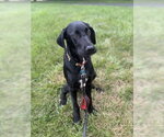 Small #1 Great Dane