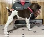 Small #1 German Shorthaired Pointer