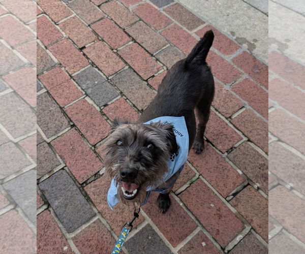 Medium Photo #3 Mutt Puppy For Sale in Pacolet, SC, USA