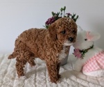 Small #8 Goldendoodle (Miniature)