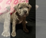 Puppy Brindle Boy American Bully
