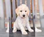 Small Photo #5 Labradoodle Puppy For Sale in TAHLEQUAH, OK, USA