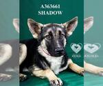 Small #1 German Shepherd Dog